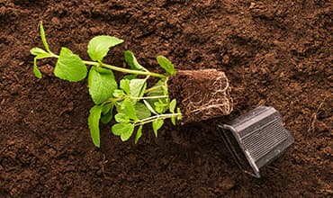 Soil Moisture